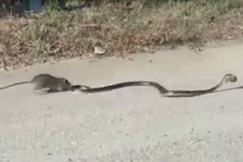 Kinh hoàng chuột mẹ đánh nhau với rắn dữ giải cứu con