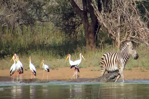 Kịch tính ngựa vằn đối đầu sinh tử cá sấu khổng lồ