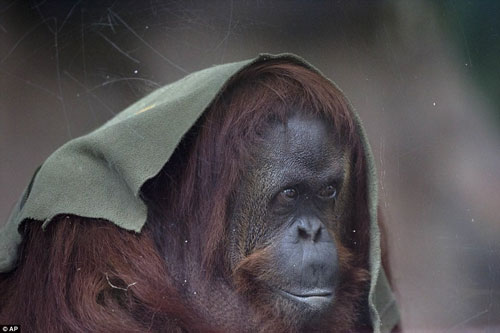 Ám ảnh hình ảnh của những con thú sắp bị bỏ rơi