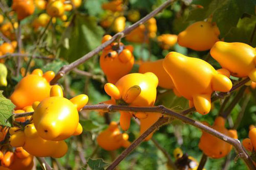 'Ngượng chín mặt' trước cây có quả hình núm vú ở Việt Nam