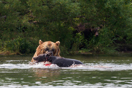 Gấu nâu khổng lồ xé xác đồng loại ngay trên mặt hồ