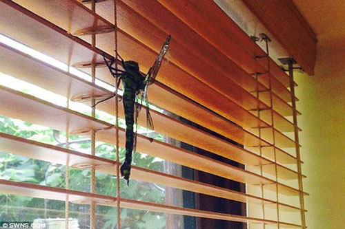 Phát hoảng với 'quái vật' chuồn chuồn dài hơn 20 cm