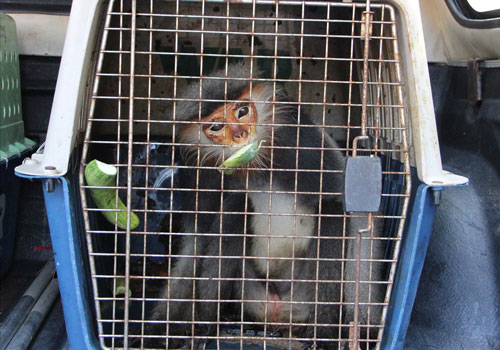 Voọc chà vá chân xám bán trên mạng 1 triệu đồng quý hiếm cỡ nào?