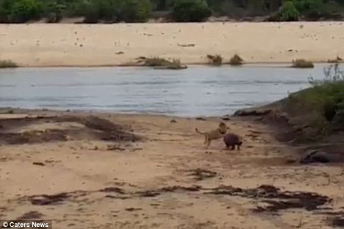 'Kinh ngạc' hà mã con dũng cảm đối đầu với sư tử bảo vệ mẹ