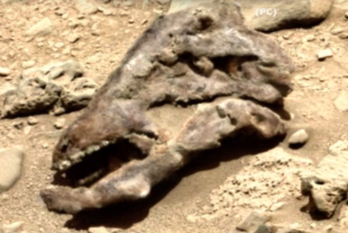 Vật thể lạ giống sọ khủng long được phát hiện trên sao Hỏa