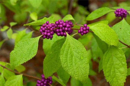 Khám phá về loài cây nàng nàng, mọc nhiều ở Việt Nam