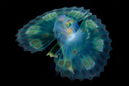 Vẻ đẹp xuyên thấu đầy ma quái của các sinh vật biển trong đêm