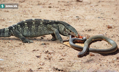 Rắn độc tử chiến thằn lằn khổng lồ và cái kết