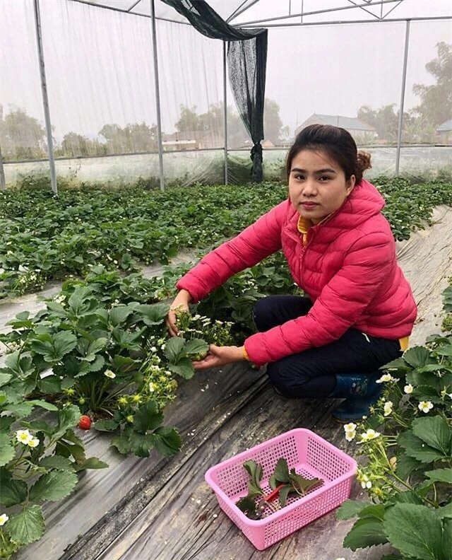 Nữ Thạc sĩ 9X người Tày trồng dâu tây, hoa hồng cho doanh thu 2 tỷ đồng/năm - 2