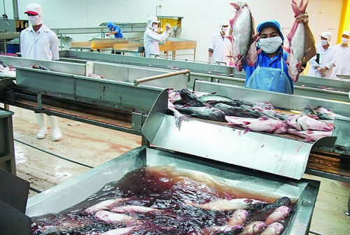 Một năm vui buồn của xuất khẩu cá tra