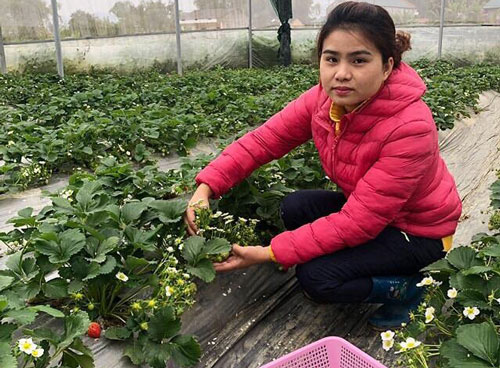 Nữ Thạc sĩ 9X người Tày trồng dâu tây, hoa hồng cho doanh thu 2 tỷ đồng/năm