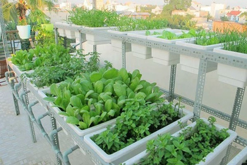 Thấy con dâu học nhà hàng xóm tưới rau bằng coca, mẹ chồng ra xem và phát hiện điều bất ngờ