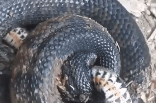 Thủy chiến kịch liệt giữa rắn nước và rắn lục