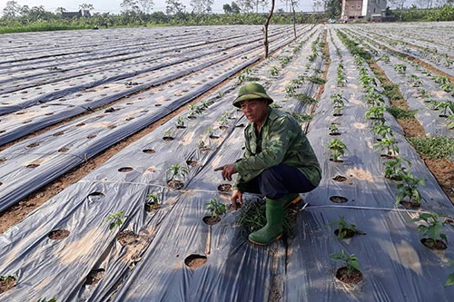 Giống ớt Zopero được trồng bằng phương pháp trồng trên màng phủ nông nghiệp.