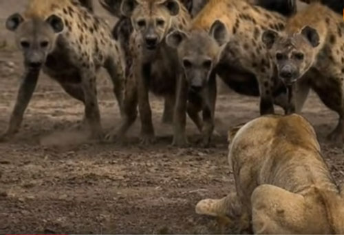 CLIP: Những trận chiến đẫm máu giữa linh cẩu và sư tử