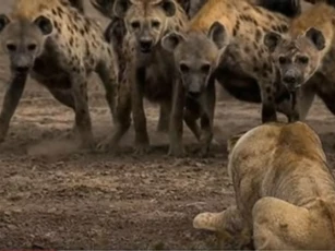 CLIP: Những trận chiến đẫm máu giữa linh cẩu và sư tử