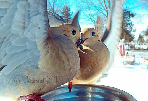 Đặt máy quay ở sân sau, người phụ nữ thu được điều tuyệt vời