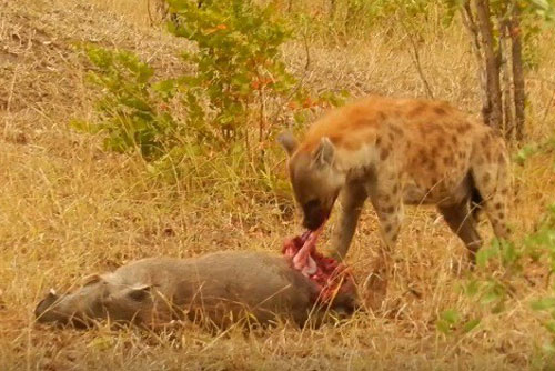 Kinh hoàng cảnh linh cẩu ăn tươi nuốt sống con mồi