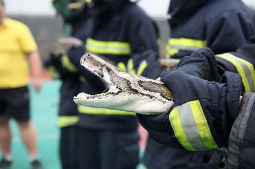 Bắt được trăn khổng lồ rình rập trong vườn cây ăn quả
