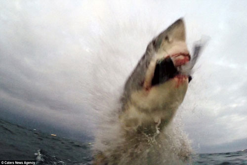 Rợn người cảnh cá mập đớp hải cẩu giả