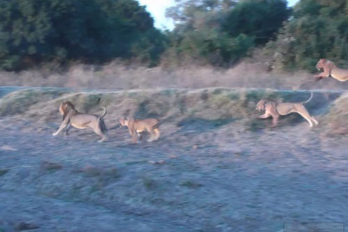 Sư tử 'du mục' rắp tâm cướp mồi của sư tử cái