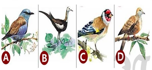 Bạn chọn con chim nào?