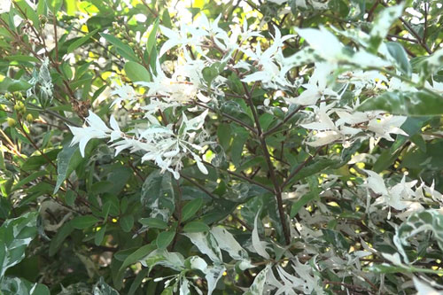 Mai Cẩm Thạch - cây cảnh đẹp lạ từ làng hoa Sa Đéc