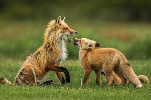 Ngưỡng mộ cáo đỏ đực một mình nuôi đàn con khôn lớn