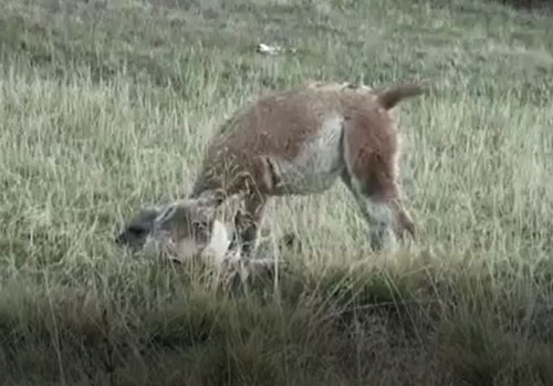 CLIP: Dính đòn "hiểm" của báo sư tử, lạc đà Guanaco chết "tức tưởi"