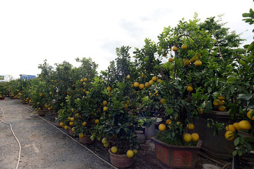 Bưởi diễn chưng Tết "khủng" giá 70 - 80 triệu đồng/cây tại TP.HCM