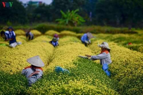 Ngất ngây sắc vàng rực rỡ của cánh đồng hoa cúc chi gần Hà Nội