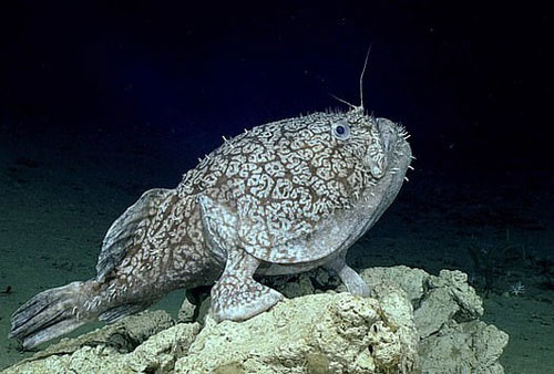 Phát hiện loài cá dùng vây để đứng như đôi chân