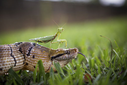 Ảnh động vật: Cá sấu ăn thịt đồng loại tàn khốc