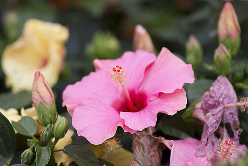 7 loại cây tuyệt đẹp nhưng đang “hủy hoại” khu vườn của bạn