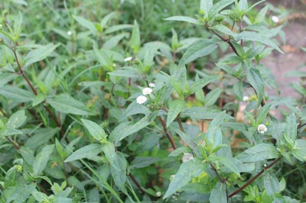 Cây cỏ mực: Đặc tính, tác dụng và các bài thuốc hay dùng