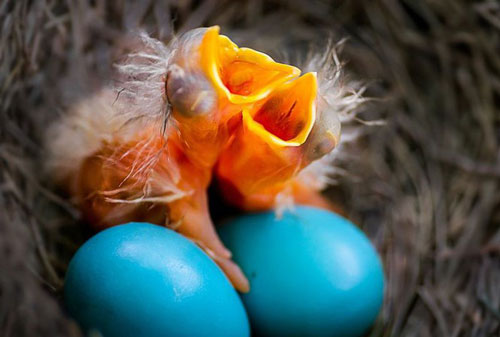 Khám phá về loài chim đẻ trứng như trứng rồng