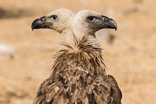 "Dụi đỏ mắt" soi ảnh trùng hợp khiến động vật trở nên "quái dị"