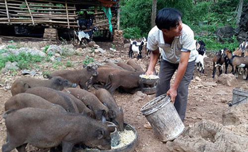 "Bão giá" thịt lợn: Bán một con thu nửa cây vàng, lợn rừng mỗi con lãi cả chỉ