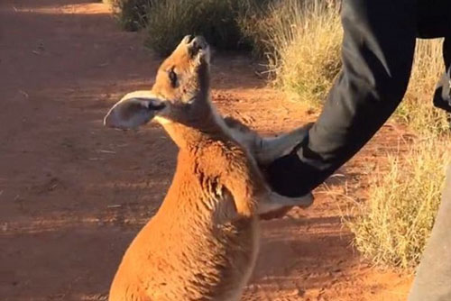 Xúc động trước cảnh kangaroo nắm chặt tay người chăm sóc