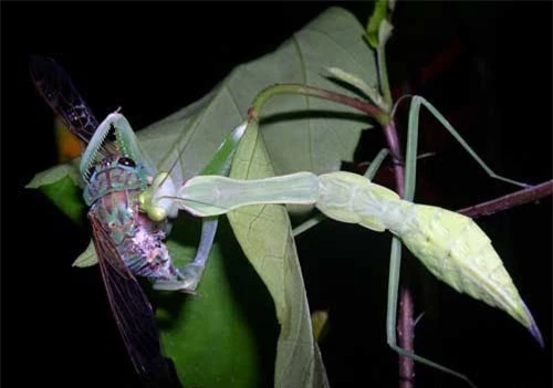 Kinh hai nhung man san moi dam mau cua bo ngua-Hinh-6