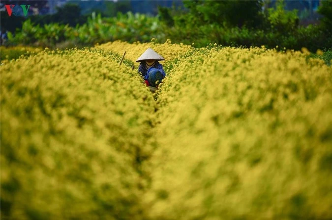 ngat ngay sac vang ruc ro cua canh dong hoa cuc chi gan ha noi hinh 2