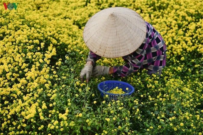 ngat ngay sac vang ruc ro cua canh dong hoa cuc chi gan ha noi hinh 4