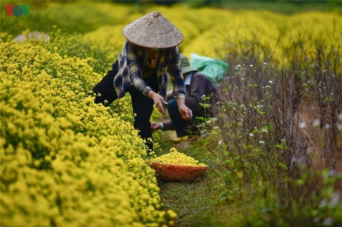 ngat ngay sac vang ruc ro cua canh dong hoa cuc chi gan ha noi hinh 5