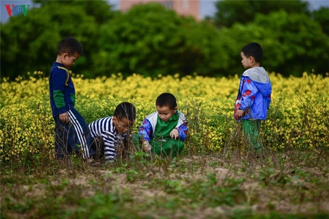 ngat ngay sac vang ruc ro cua canh dong hoa cuc chi gan ha noi hinh 6