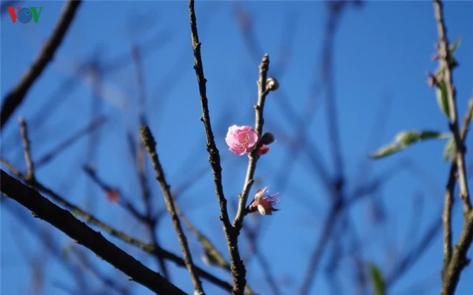 sapa du ngon ngang cong trinh nhung van dep nao long du khach  hinh 10