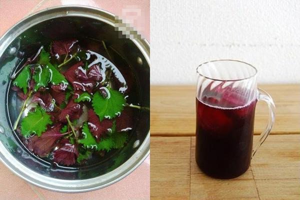 Uống nước lá tía tô có tác dụng và tác hại đối với sức khỏe như thế nào