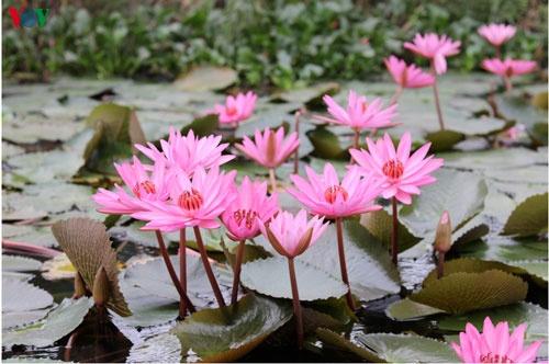 Hoa súng chùa Hương vẫn đẹp nao lòng trong giá lạnh mùa đông