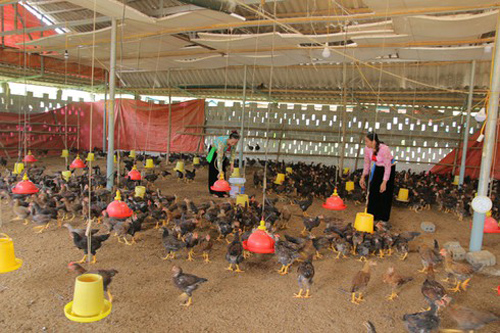 Hòa Bình: Phát triển chăn nuôi gia cầm theo chuỗi liên kết