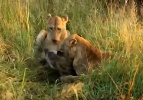 CLIP: Linh cẩu thoát chết thần kỳ dưới nanh vuốt 2 con sư tử