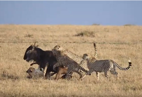 CLIP: Linh dương đầu bò chết thảm trong vòng vây báo săn